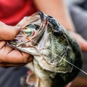 Bagley Bait Co. | Shop Online